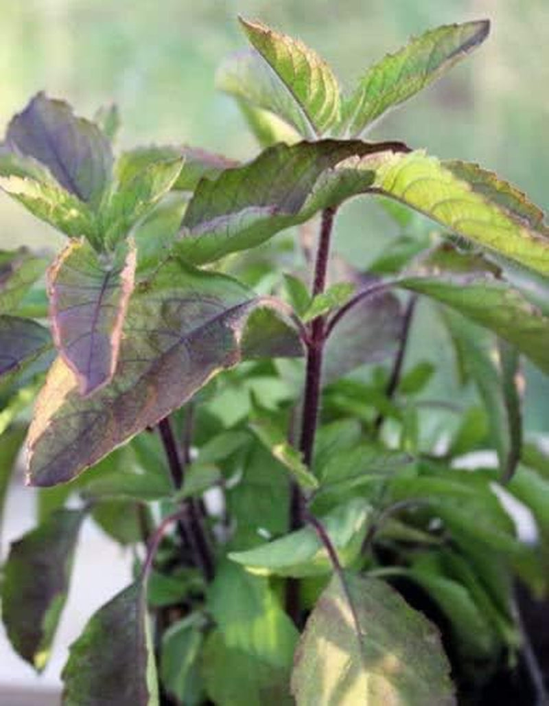 100+ Krishna Tulsi Holy Basil Seeds Red Leaf Indian Sacred Red Leaf Herb Tulasi Thulasi Shayam Heirloom Non-Gmo Fragrant Grown in USA TLBH