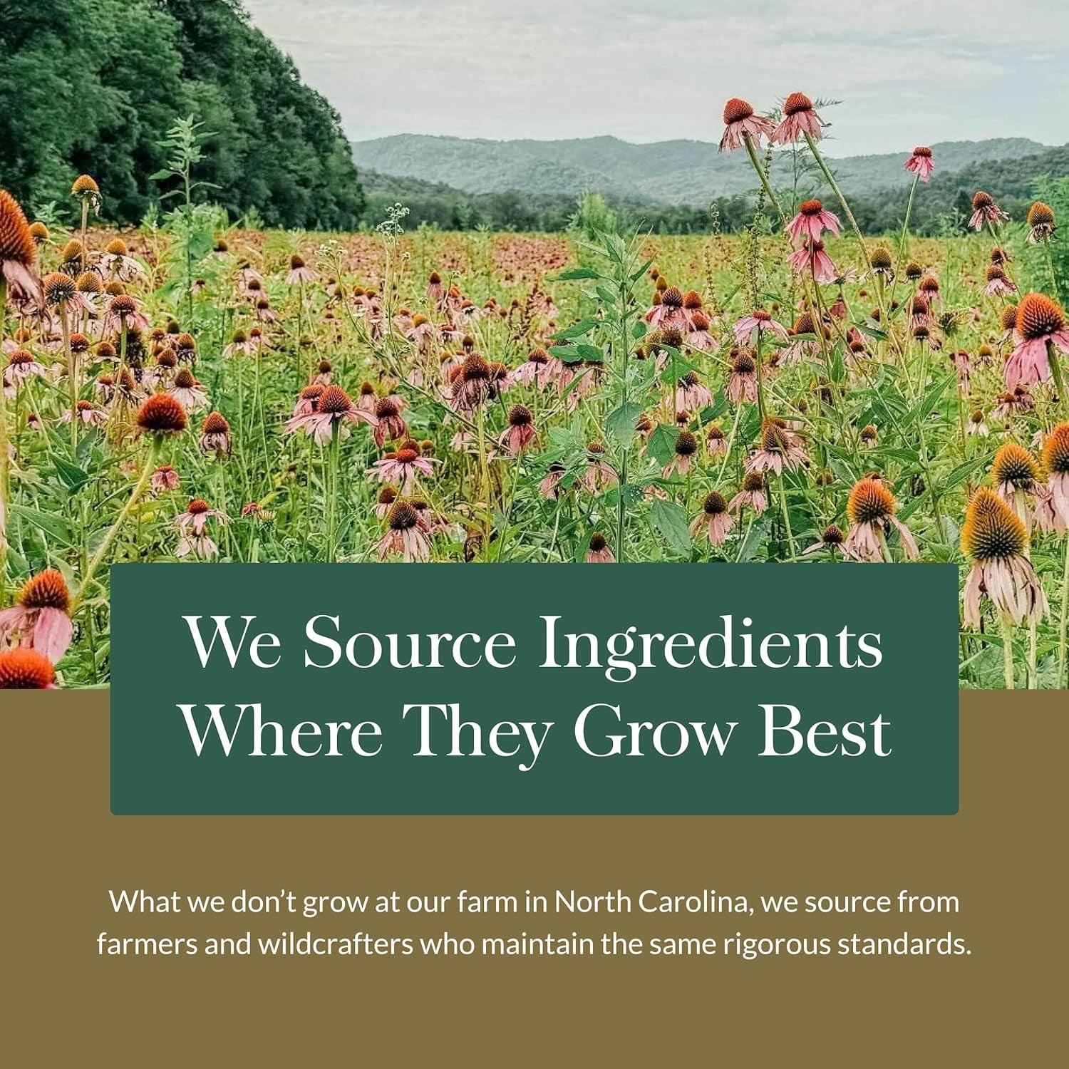 Echinacea Goldenseal Propolis Throat Spray - for Immune Support & Throat Health - with Licorice Root, Thyme, Echinacea, Peppermint & Oregon Grape - Organic 1 Fl Oz Spray Bottle TLBH