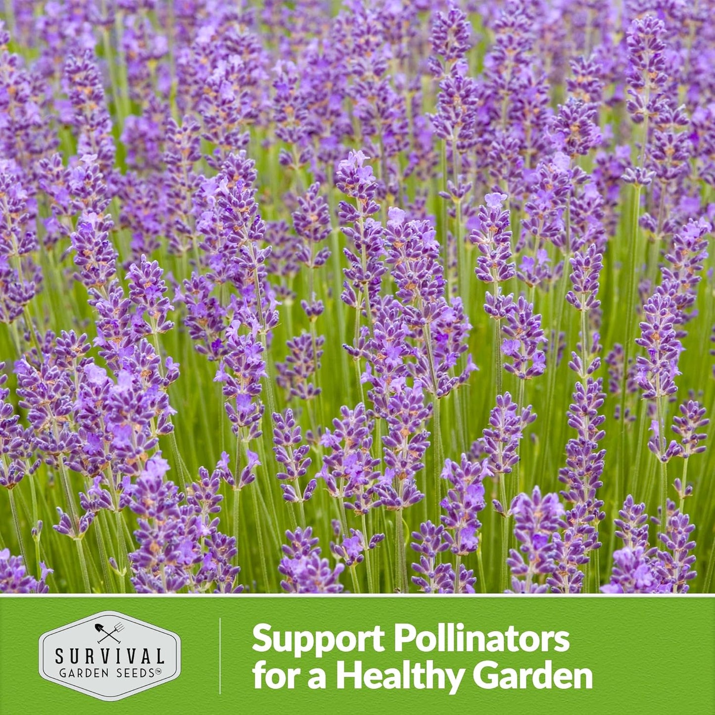 Munstead Lavender Seed for Planting - 1 Packet with Instructions to Plant & Grow Compact Dwarf Lavandula Angustifolia Bushes in Your Home Garden - Non-Gmo Heirloom Variety - TLBH