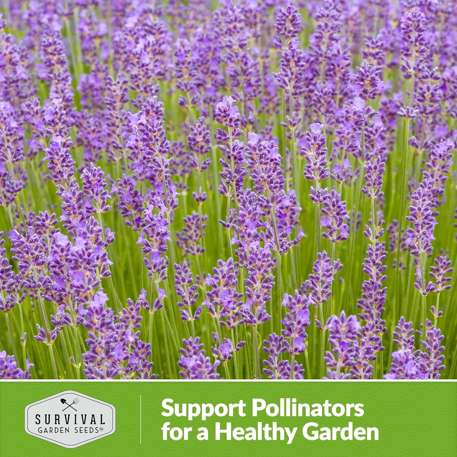 Munstead Lavender Seed for Planting - 1 Packet with Instructions to Plant & Grow Compact Dwarf Lavandula Angustifolia Bushes in Your Home Garden - Non-Gmo Heirloom Variety - TLBH
