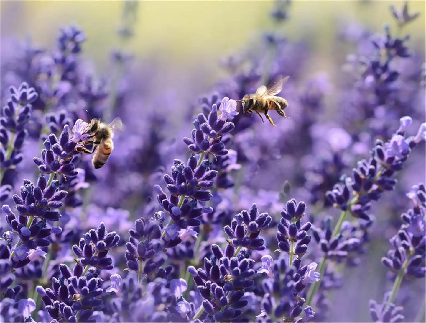 Garden Plant Seed Flower Seed Lavandula Angustifolia 'Ellagance Purple' Lavender 1000+ Seeds TLBH
