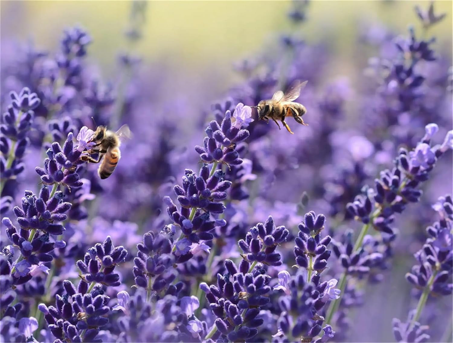 Garden Plant Seed Flower Seed Lavandula Angustifolia 'Ellagance Purple' Lavender 1000+ Seeds TLBH