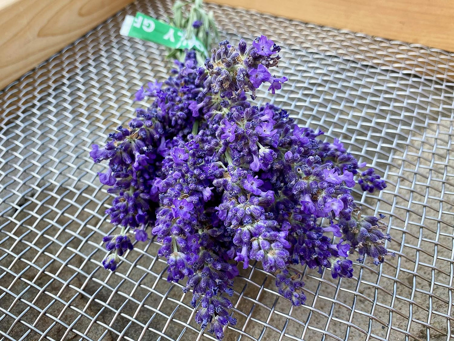 Blue Spear Lavender Seeds - Pack of 50, Heirloom Seeds for Planting Herbs, Flowers - Gardening Supplies, Wildflower, Herb Garden, Flower Seeds to Plant outside - from USA TLBH