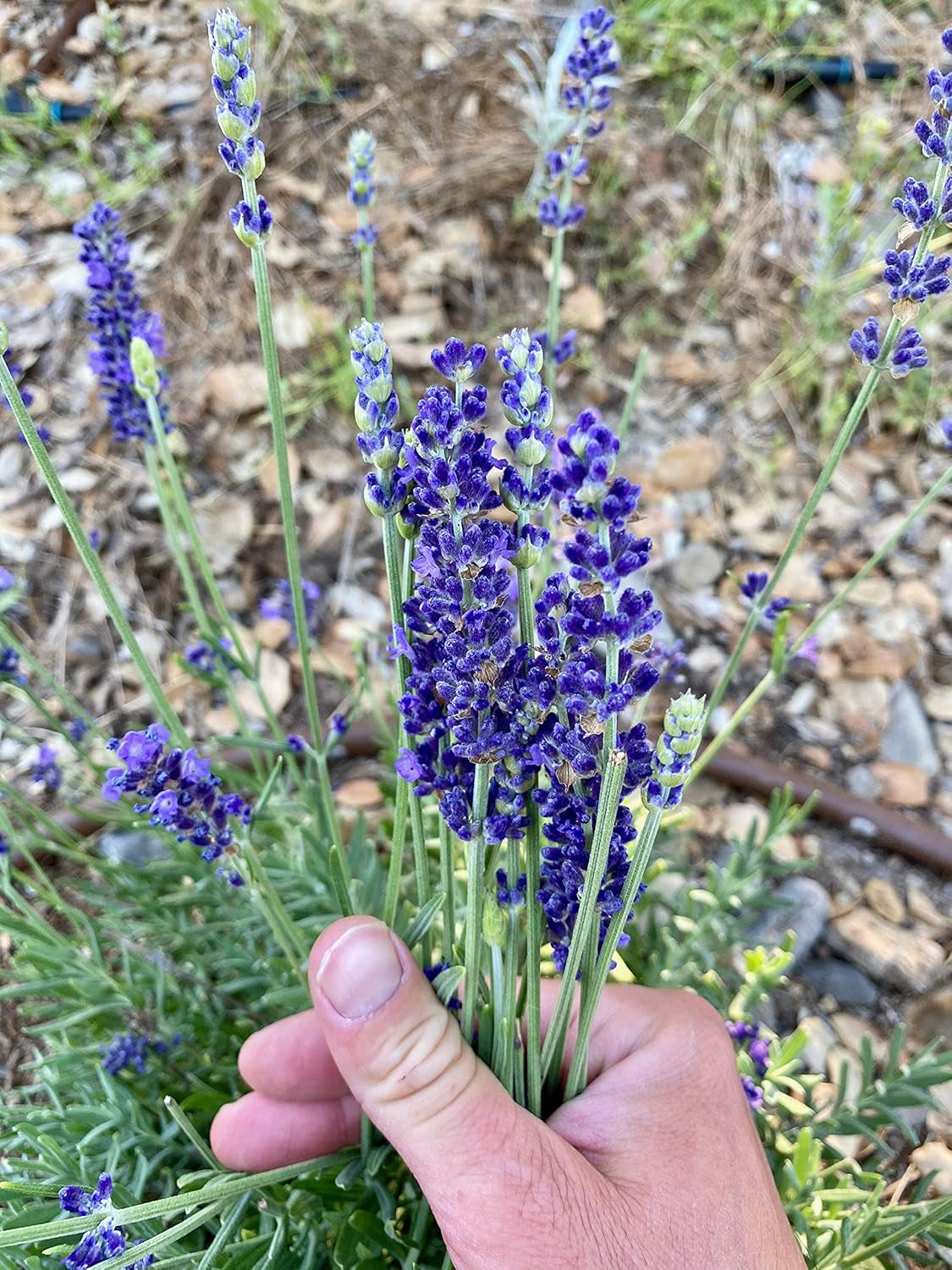 Blue Spear Lavender Seeds - Pack of 50, Heirloom Seeds for Planting Herbs, Flowers - Gardening Supplies, Wildflower, Herb Garden, Flower Seeds to Plant outside - from USA TLBH
