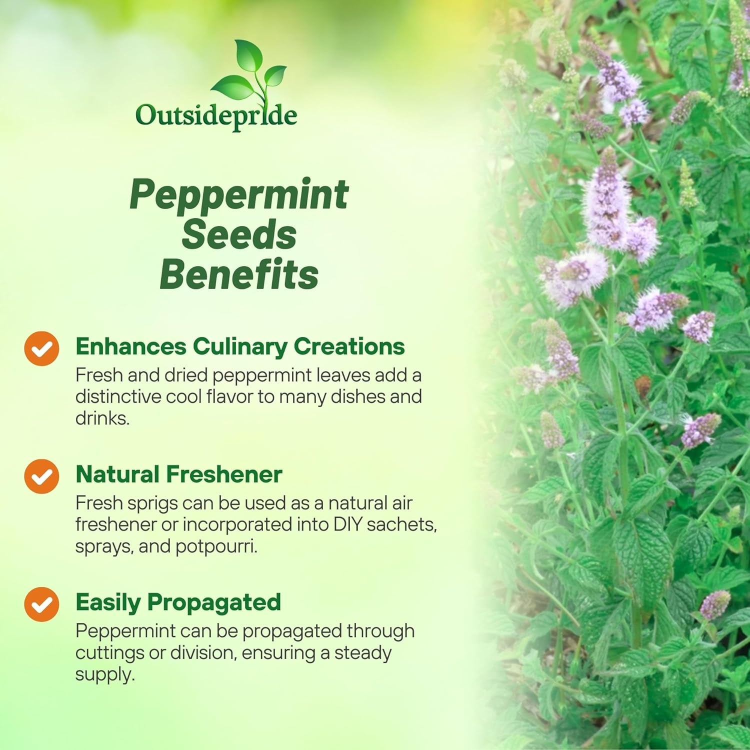 1000 Seeds Perennial Mentha Piperita Peppermint Herb Garden Seed for Planting TLBH