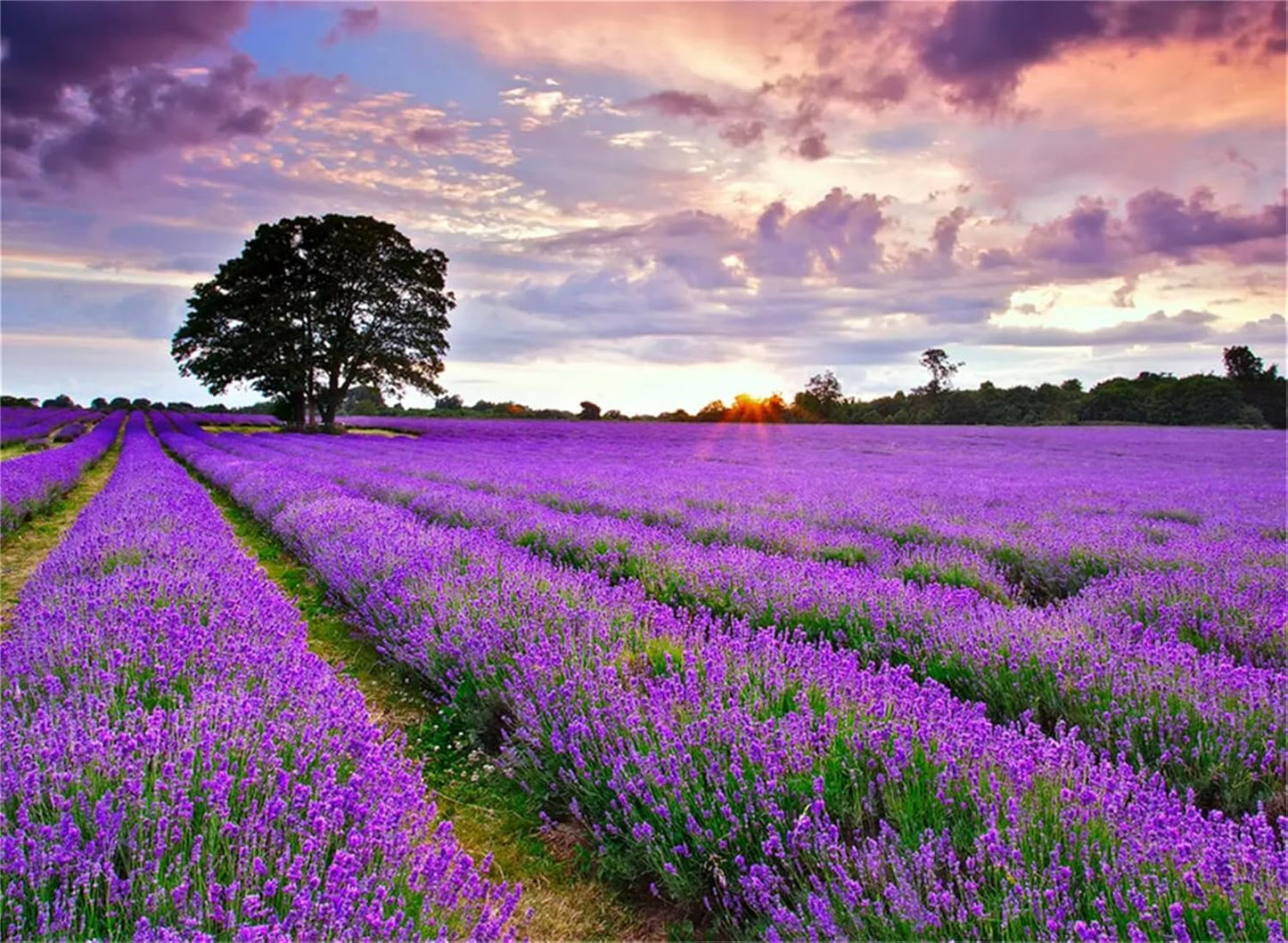 Garden Plant Seed Flower Seed Lavandula Angustifolia 'Ellagance Purple' Lavender 1000+ Seeds TLBH