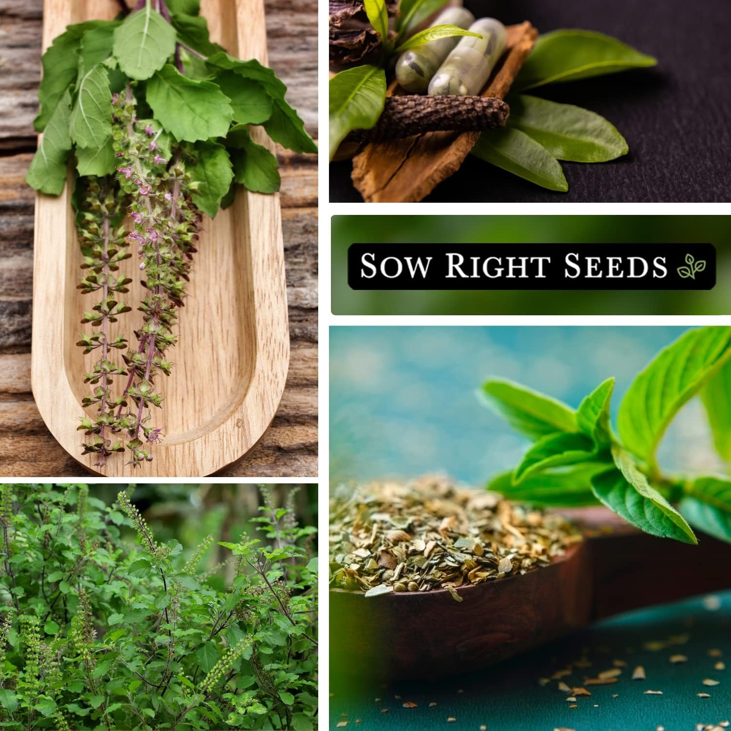 - Holy Basil Tulsi Seed for Planting - Culinary Herb to Plant in Your Garden - Indoors or Outdoors - Ayurvedic Medicine and Tea - Non-Gmo Heirloom Seeds - Great Gardening Gift (1) TLBH