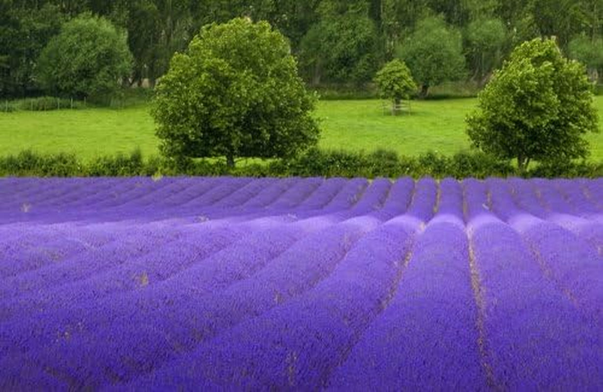 Lavender Common English Nice Garden Flower by  Bulk 5,000 Seeds TLBH