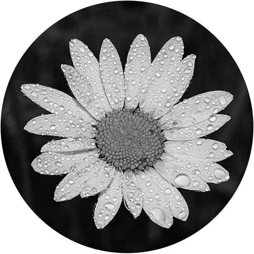Black and White Daisy Flower Tear Drops Rain Chamomile TLBH