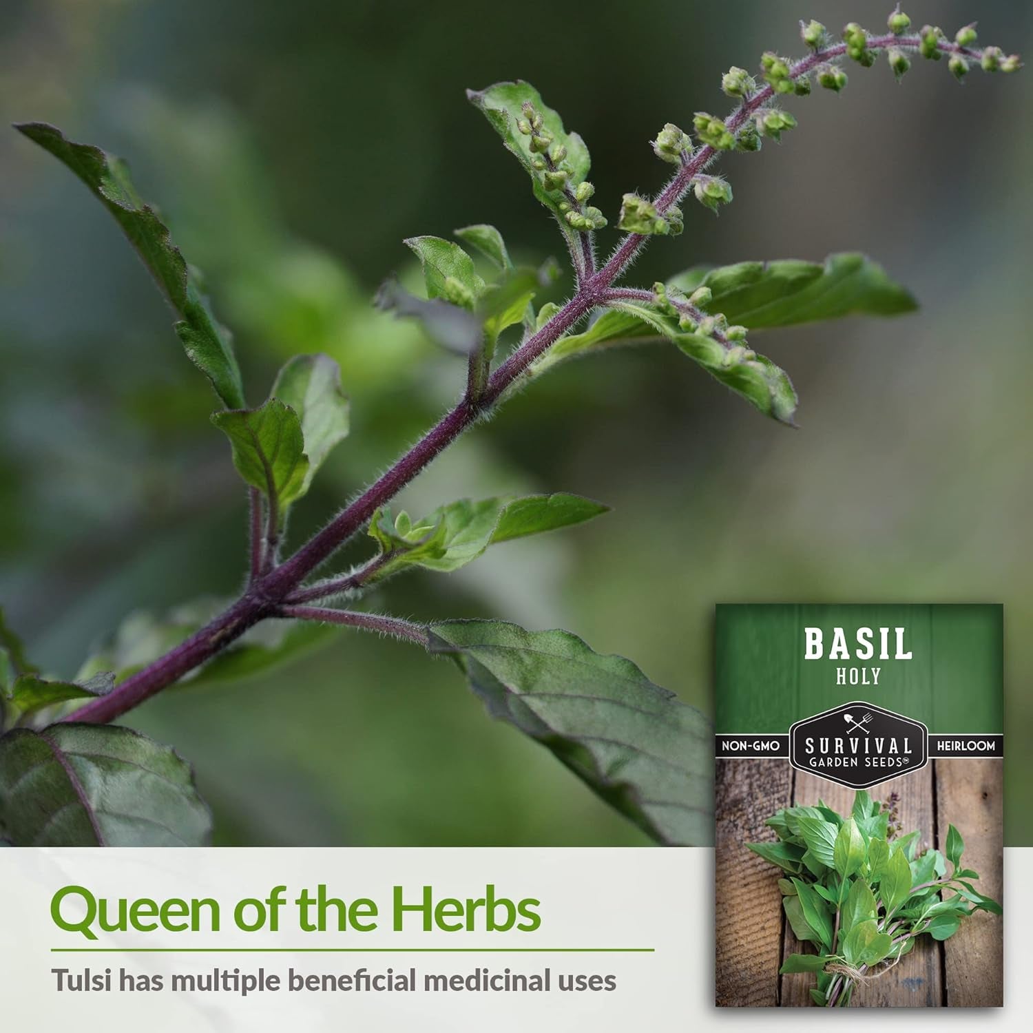 - Holy Basil Seed for Planting - Packet with Instructions to Plant and Grow the Indian Sacred Herb Tulsi in Your Home Vegetable Garden - Non-Gmo Heirloom Variety - Indian Herb TLBH