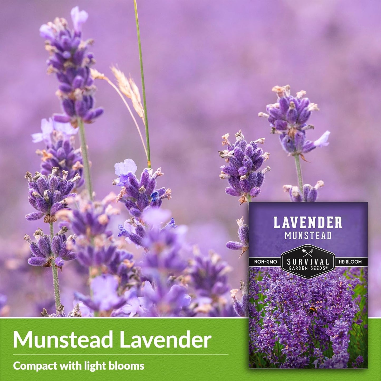 Munstead Lavender Seed for Planting - 1 Packet with Instructions to Plant & Grow Compact Dwarf Lavandula Angustifolia Bushes in Your Home Garden - Non-Gmo Heirloom Variety - TLBH