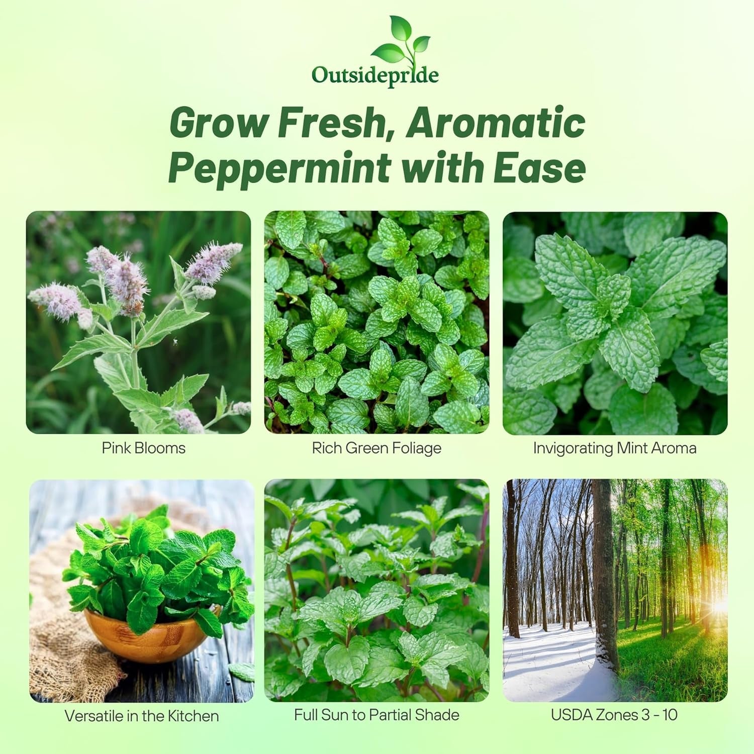 1000 Seeds Perennial Mentha Piperita Peppermint Herb Garden Seed for Planting TLBH