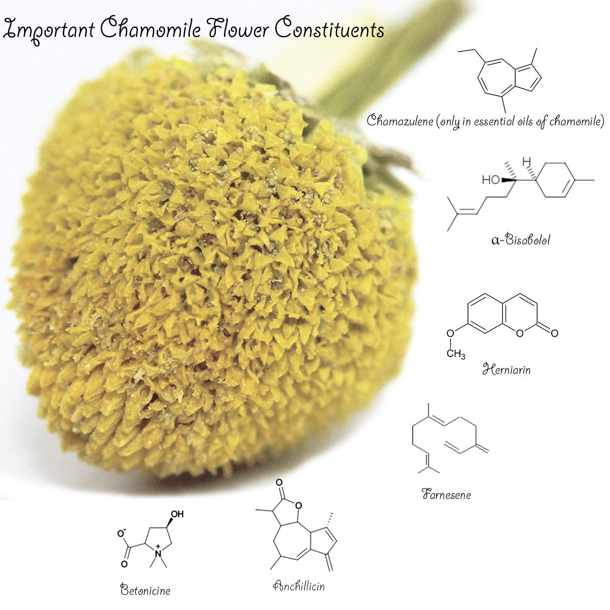 Chamomile Tea 1LB (16Oz) 100% CERTIFIED Organic (USDA Seal) Chamomile Flowers Herbal Tea (Matricaria Chamomilla) in 1 Lb Bulk Kraft BPA Free Resealable Bags from U.S. Wellness TLBH