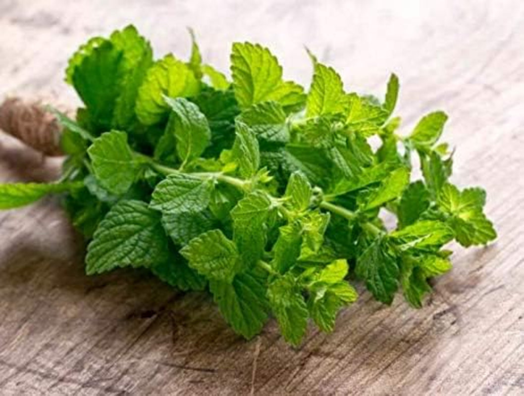 Seeds Mint Peppermint Mentha Medicinal Herbs Garden for Planting Non GMO 1000 Seeds TLBH